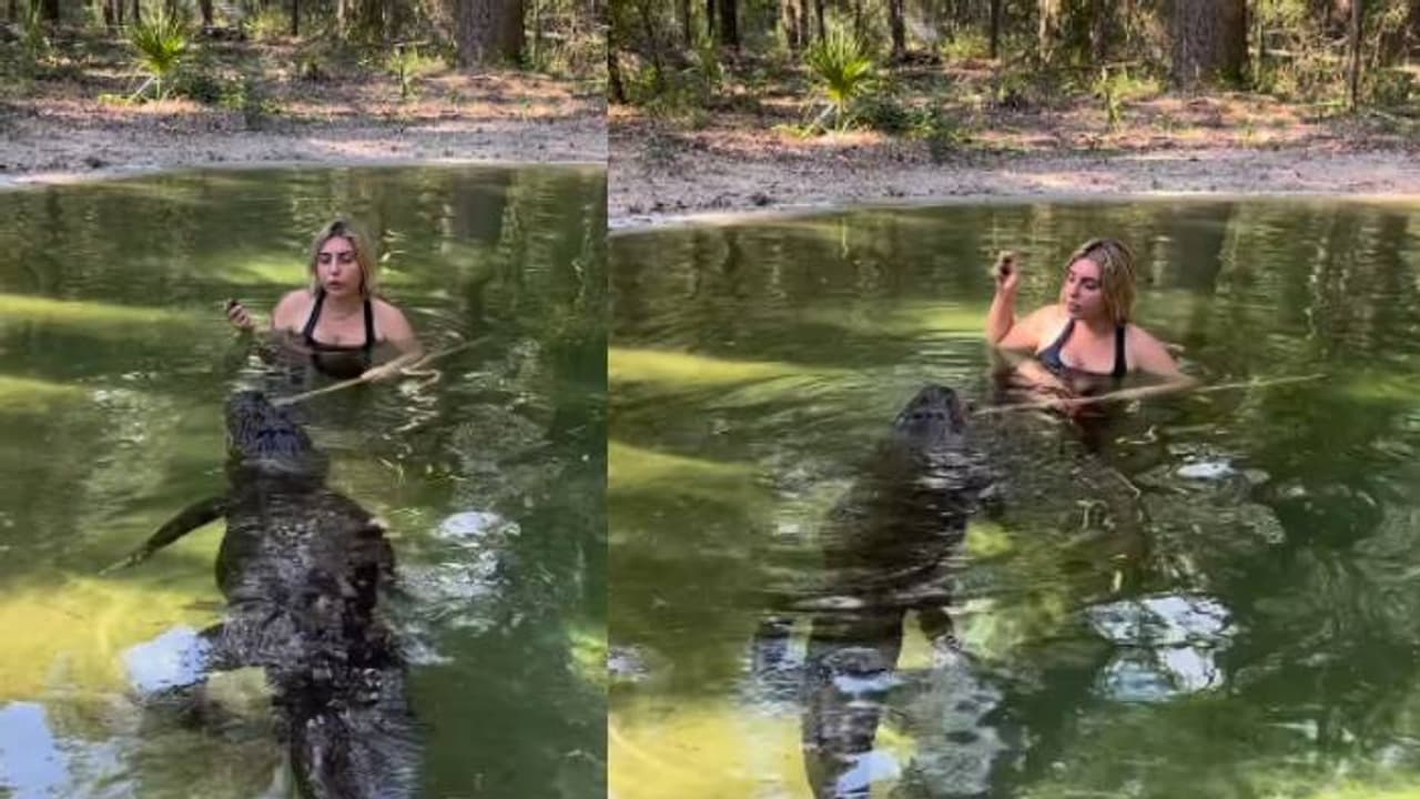 അപാരധൈര്യം തന്നെ; ചീങ്കണ്ണിക്കൊപ്പം ജലാശയത്തിൽ നീന്തിക്കളിച്ചും ഭക്ഷണം നൽകിയും യുവതി അപാരധൈര്യം തന്നെ; ചീങ്കണ്ണിക്കൊപ്പം ജലാശയത്തിൽ നീന്തിക്കളിച്ചും ഭക്ഷണം നൽകിയും യുവതി