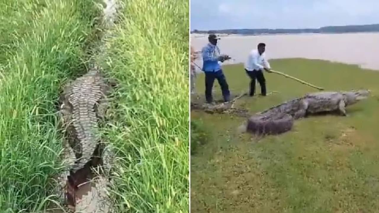 രാവിലെ പാടത്തെത്തിയ കർഷകർ കണ്ടത് പന്ത്രണ്ടടി നീളമുള്ള മുതലയെ, പേടിച്ചോടി