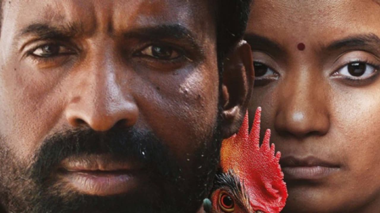 അന്ന ബെന്നിന്റെ കൊട്ടുകാളി നേടിയത്, കളക്ഷൻ കണക്കുകള് അന്ന ബെന്നിന്റെ കൊട്ടുകാളി നേടിയത്, കളക്ഷൻ കണക്കുകള്