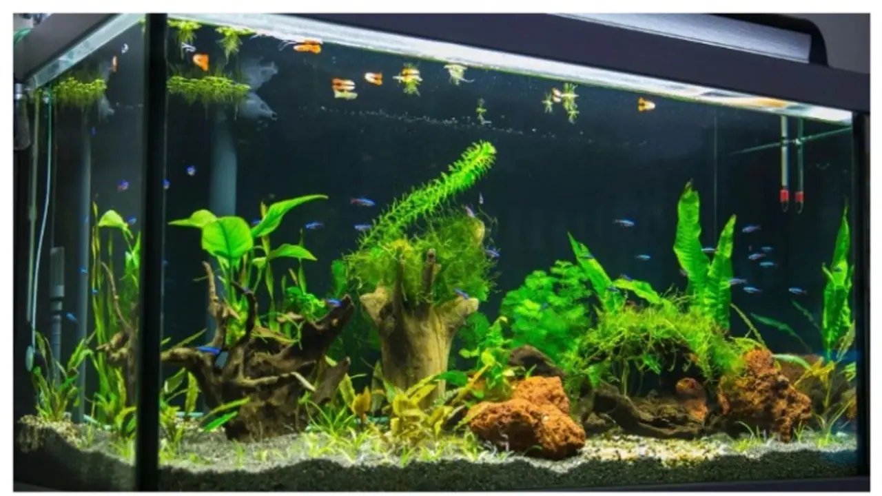 വീട്ടില്‍ അക്വേറിയം ഉണ്ടോ? എങ്കില്‍ ഇക്കാര്യം അറിയണം