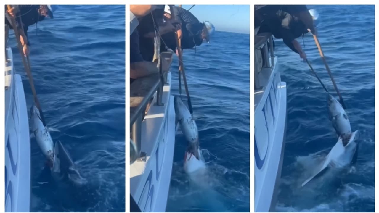 'മനുഷ്യനെക്കാൾ വലിയൊരു അവസരവാദിയില്ല'; സ്രാവിന്‍റെ വായിൽ നിന്നും ഇരയെ തട്ടിയെടുക്കുന്ന വീഡിയോക്ക് വിമർശനം 