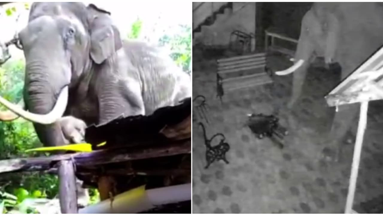 വിരിക്കൊമ്പൻ റിസോർട്ടിന്റെ ഷെഡ് തകർത്തു, പടയപ്പയിറങ്ങി കൃഷി നശിപ്പിച്ചു; ഇടുക്കിയിൽ കാട്ടാനകൾ ഇറങ്ങി വിരിക്കൊമ്പൻ റിസോർട്ടിന്റെ ഷെഡ് തകർത്തു, പടയപ്പയിറങ്ങി കൃഷി നശിപ്പിച്ചു; ഇടുക്കിയിൽ കാട്ടാനകൾ ഇറങ്ങി