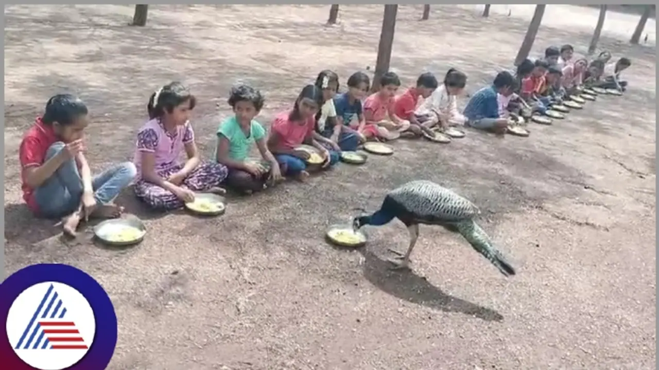 ರಾಷ್ಟ್ರೀಯ ಪಕ್ಷಿ ನವಿಲುಗೆ ಹಸಿವು ನೀಗಿಸಿದ ಸರ್ಕಾರಿ ಶಾಲೆ ಮಕ್ಕಳು! ರಾಷ್ಟ್ರೀಯ ಪಕ್ಷಿ ನವಿಲುಗೆ ಹಸಿವು ನೀಗಿಸಿದ ಸರ್ಕಾರಿ ಶಾಲೆ ಮಕ್ಕಳು!