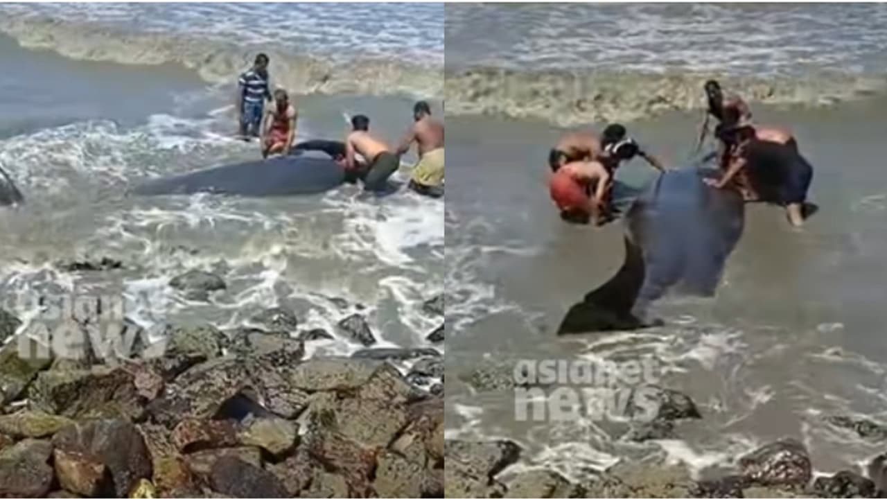 അടിയേറ്റ് കാല്‍ മുറിഞ്ഞിട്ടും പിന്മാറിയില്ല; കരയ്ക്കടിഞ്ഞ ഭീമന്‍ തിമിംഗലത്തെ രക്ഷിച്ച് മത്സ്യത്തൊഴിലാളികള്‍