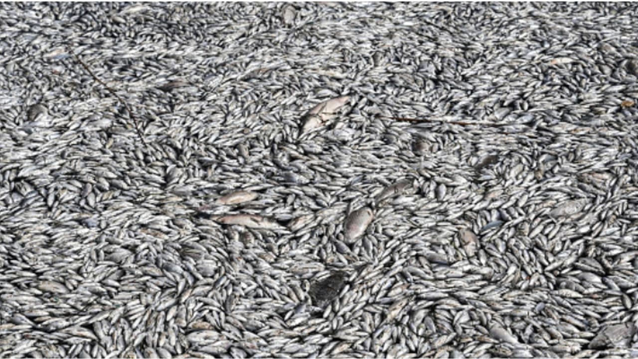 കിലോമീറ്ററുകളോളം ചത്തടിഞ്ഞ് മത്സ്യങ്ങൾ, തുറമുഖത്ത് നിന്ന് 24 മണിക്കൂറിൽ കോരിമാറ്റിയത് 40 ടൺ ചത്ത മീനുകളെ