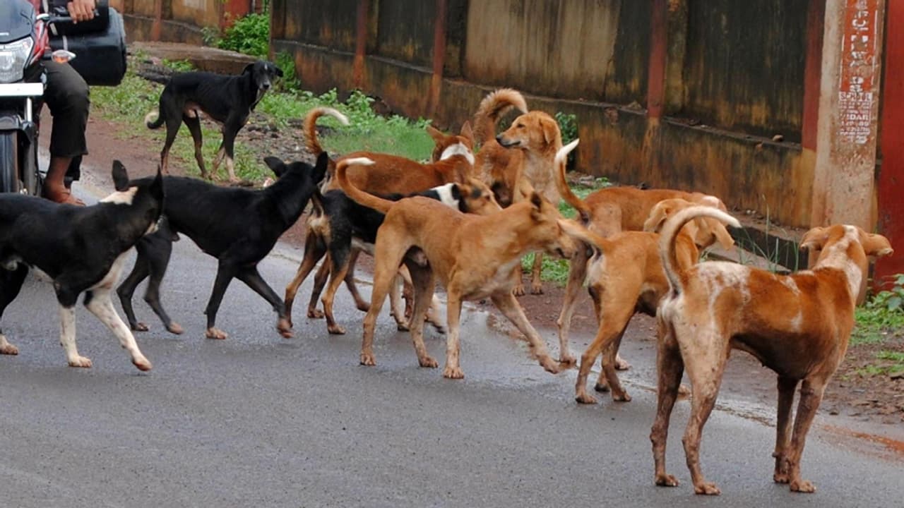 തെരുവുനായയുടെ കടിയേറ്റു, അഞ്ചര വയസുകാരിക്ക് പ്രതിരോധ വാക്സിൻ എടുത്ത ശേഷവും പേവിഷബാധ തെരുവുനായയുടെ കടിയേറ്റു, അഞ്ചര വയസുകാരിക്ക് പ്രതിരോധ വാക്സിൻ എടുത്ത ശേഷവും പേവിഷബാധ