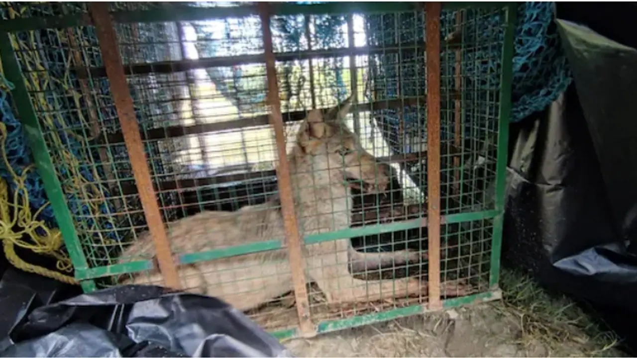 'പാവങ്ങളാ ഞങ്ങൾ, വീടിന് വാതിലില്ല, കുഞ്ഞിനെ ചെന്നായക്കൂട്ടം കൊണ്ടുപോയി'; ചെന്നായപ്പേടിയിൽ യുപിയിലെ ഗ്രാമങ്ങൾ