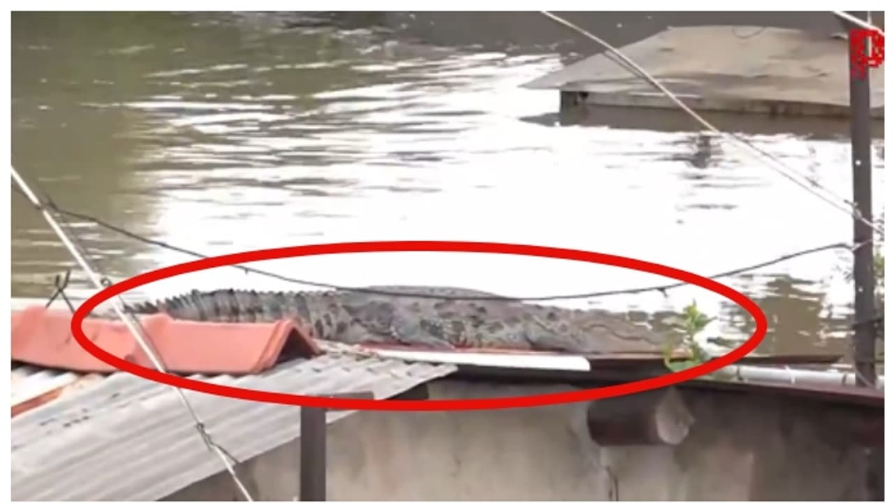 കനത്ത മഴയില്‍ വെള്ളം കയറി, ഗുജറാത്തിന്‍റെ തെരുവുകള്‍ കീഴടക്കി മുതലകള്‍; വീഡിയോ വൈറൽ 