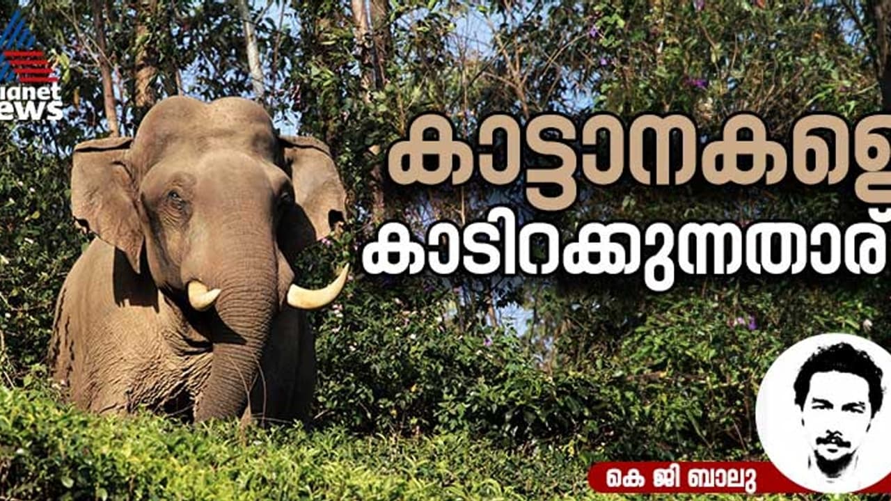 മൂന്നാറിന്‍റെ ടൂറിസം കേന്ദ്രങ്ങളിലേക്ക് കാടിറങ്ങുന്ന കാട്ടാനകള്‍, കാരണമെന്ത്?