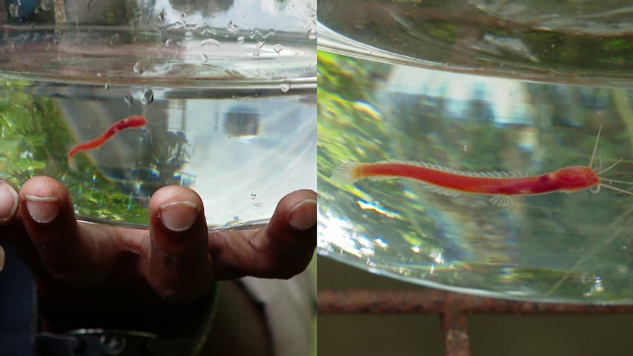 കണ്ണുകളില്ല, കടും ചുവപ്പ് നിറം, ഭൂമിയുടെ ഉള്ളറകളിൽ വാസം; അപൂര്‍വയിനം മത്സ്യത്തെക്കുറിച്ചാണ് വെട്ടൂരിലെ ചര്‍ച്ച