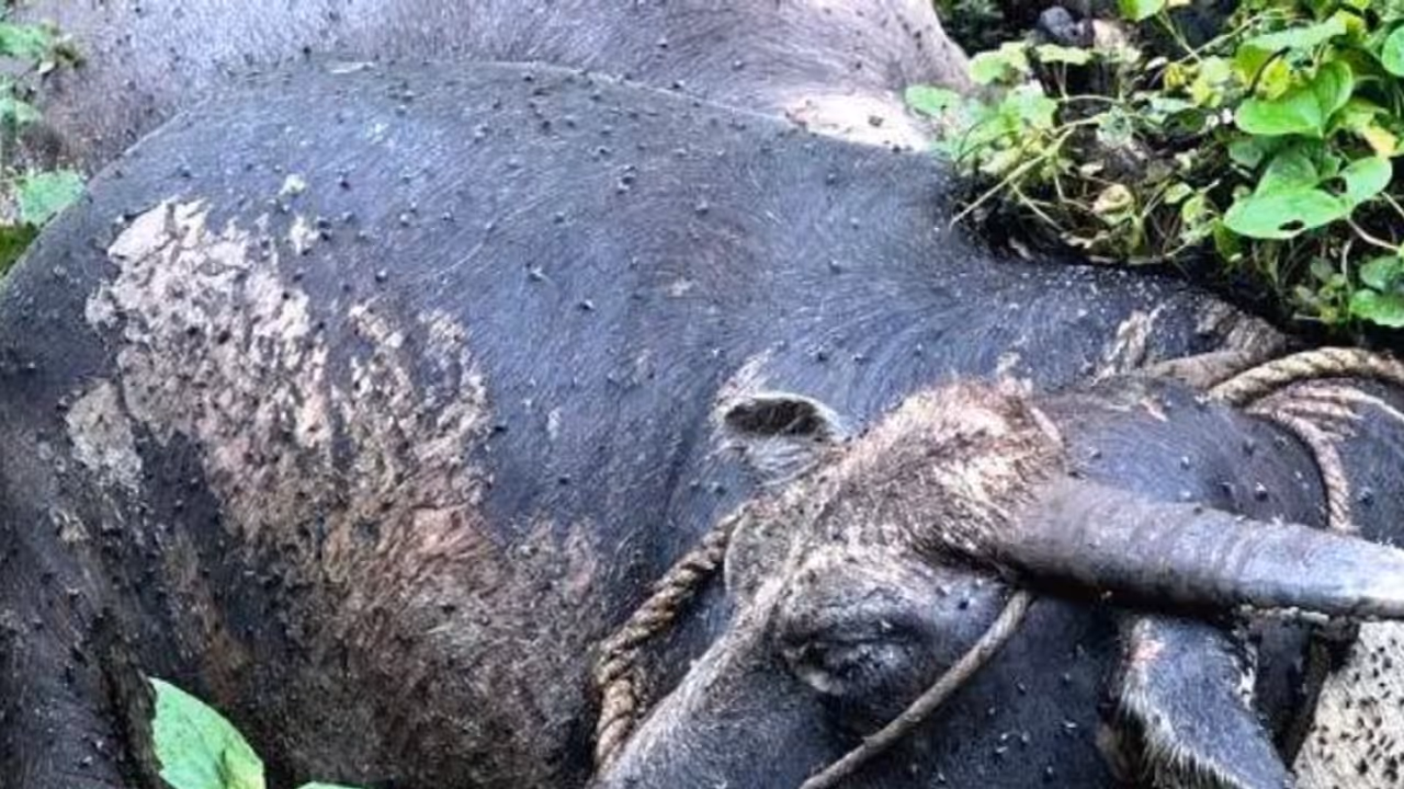 നാടുകാണി ചുരത്തിൽ 30 അടി താഴ്ചയിൽ നിന്ന് അസഹ്യമായ ദുർഗന്ധം, പരിശോധിച്ചപ്പോൾ 2 പോത്തുകളുടെ ജഡം നാടുകാണി ചുരത്തിൽ 30 അടി താഴ്ചയിൽ നിന്ന് അസഹ്യമായ ദുർഗന്ധം, പരിശോധിച്ചപ്പോൾ 2 പോത്തുകളുടെ ജഡം