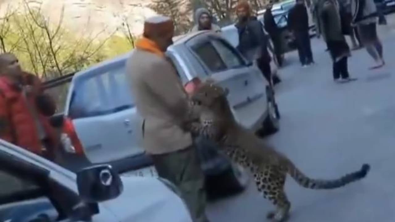 'പോവരുത്, സഹായിക്കണം'; തിരക്കേറിയ റോഡ്, മനുഷ്യനെ ചുറ്റിപ്പിടിച്ച് വിടാതെ പുള്ളിപ്പുലി, കാരണമുണ്ട്