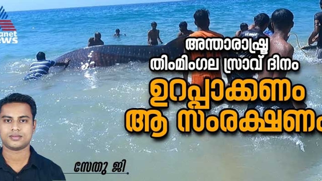 കടൽ ജലം അരിച്ച് കടലിന്‍റെ ആരോഗ്യം നിലനിര്‍ത്തുന്ന തിംമിംഗല സ്രാവുകള്‍ 