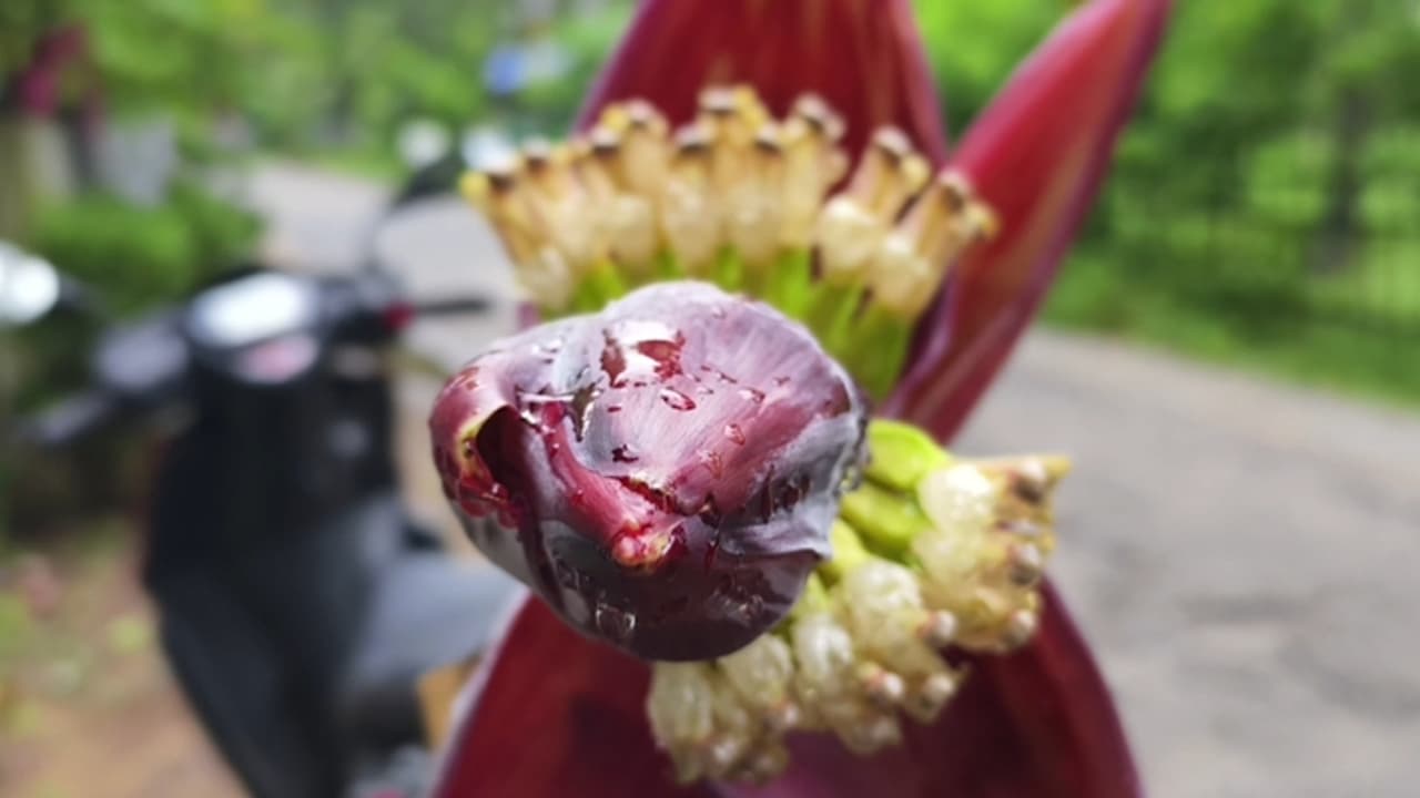 'ബെട്ടിയിട്ട ബായത്തണ്ട് പോലെ' എന്നതൊക്കെ പഴയങ്കഥ; മൂടോടെ പിഴുതാലും കുലയ്ക്കും കണിക്കൊന്ന ബസ് സ്റ്റോപ്പിൽ വാഴ 'ബെട്ടിയിട്ട ബായത്തണ്ട് പോലെ' എന്നതൊക്കെ പഴയങ്കഥ; മൂടോടെ പിഴുതാലും കുലയ്ക്കും കണിക്കൊന്ന ബസ് സ്റ്റോപ്പിൽ വാഴ