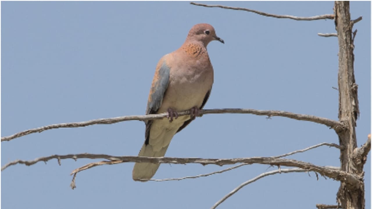 സൗദിയിൽ ഇനി വേട്ടക്കാലം; നിർദ്ദിഷ്ട സ്ഥലങ്ങളിൽ പക്ഷിമൃഗാദികളെ വേട്ടയാടാൻ അനുമതി സൗദിയിൽ ഇനി വേട്ടക്കാലം; നിർദ്ദിഷ്ട സ്ഥലങ്ങളിൽ പക്ഷിമൃഗാദികളെ വേട്ടയാടാൻ അനുമതി