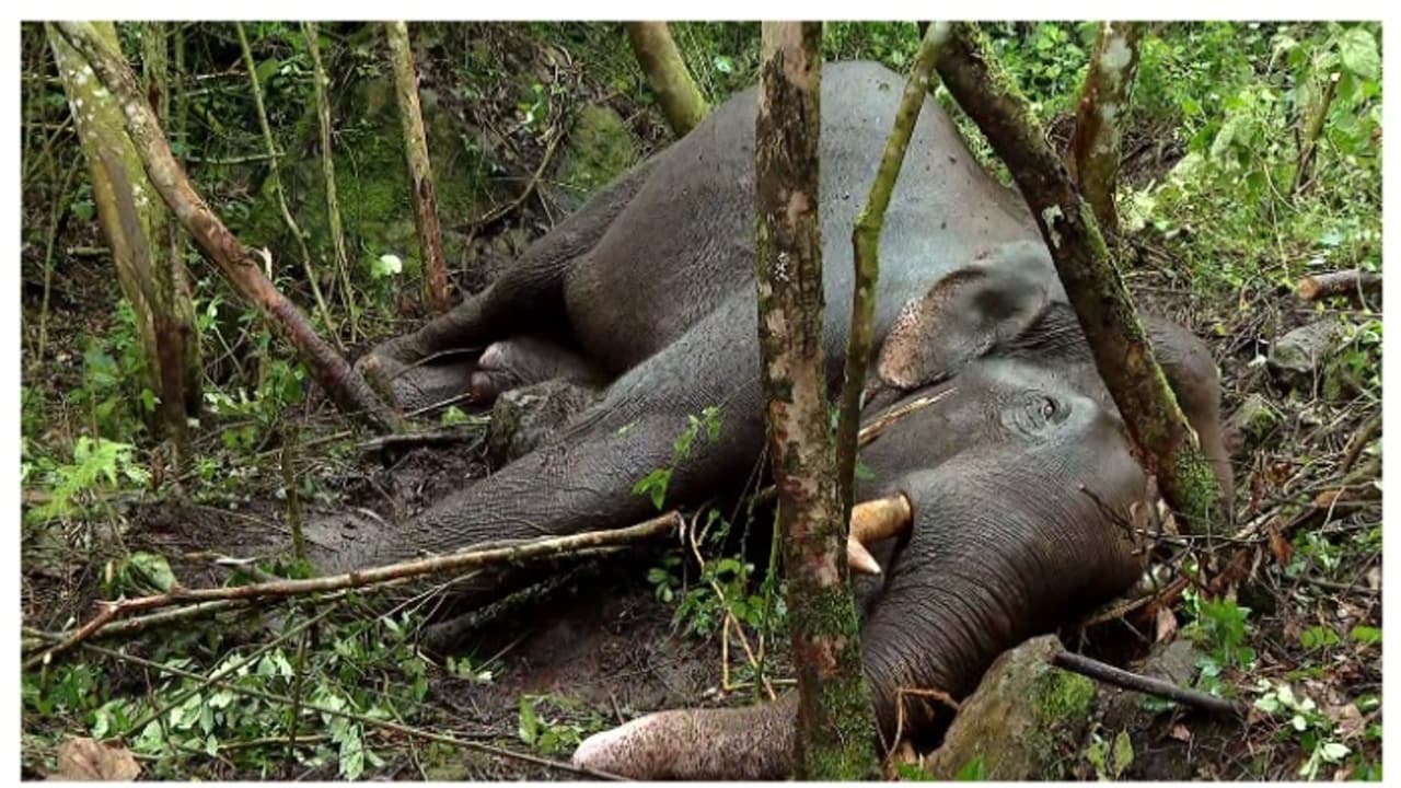 മുറിവാലൻ കൊമ്പൻ ചെരിഞ്ഞു; ചക്കക്കൊമ്പനുമായുള്ള ഏറ്റുമുട്ടലിൽ ​ഗുരുതരപരിക്ക്; ചികിത്സയിലിരിക്കേ അന്ത്യം