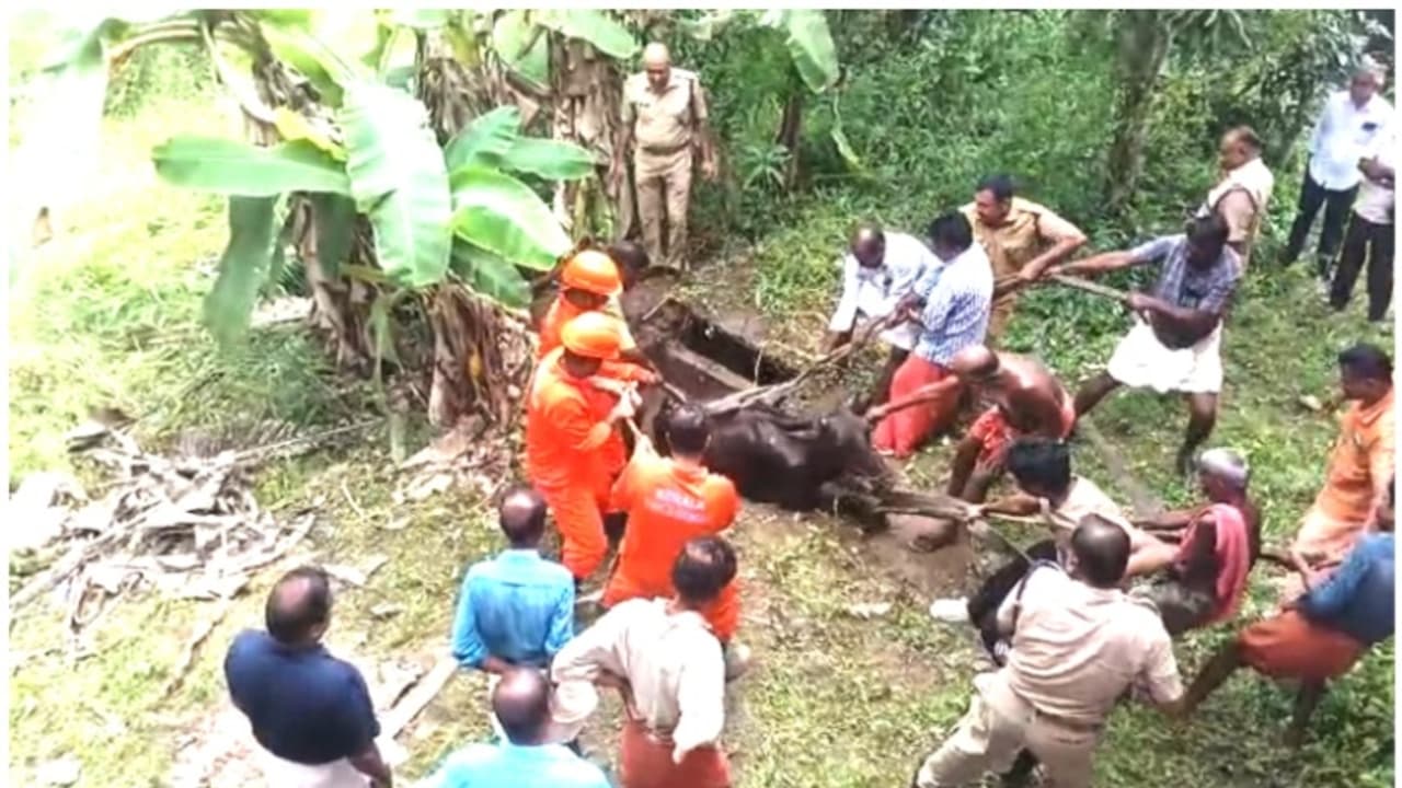 പറമ്പിൽ കെട്ടിയിരുന്ന പശു പഴയ മാലിന്യ ടാങ്കിന് മുകളിൽ കയറി, മൂടി തകർന്ന് അകത്തേക്ക്; ഒടുവിൽ അഗ്നിശമന സേനയെത്തി പറമ്പിൽ കെട്ടിയിരുന്ന പശു പഴയ മാലിന്യ ടാങ്കിന് മുകളിൽ കയറി, മൂടി തകർന്ന് അകത്തേക്ക്; ഒടുവിൽ അഗ്നിശമന സേനയെത്തി