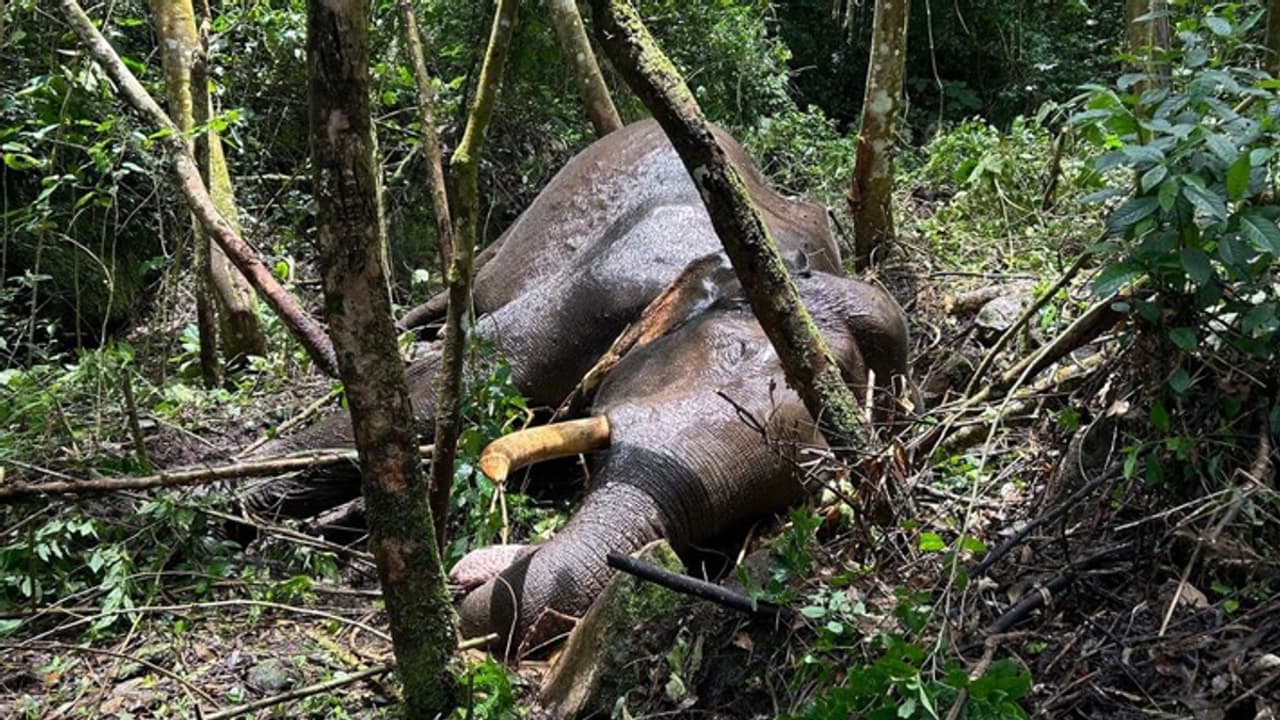 Murivalan Komban Dies: காட்டில் பயங்கர சத்தத்துடன் ஆக்ரோஷ சண்டை! பரிதாபமாக உயிரிழந்த முறிவாளன் கொம்பன் யானை! Murivalan Komban Dies: காட்டில் பயங்கர சத்தத்துடன் ஆக்ரோஷ சண்டை! பரிதாபமாக உயிரிழந்த முறிவாளன் கொம்பன் யானை!