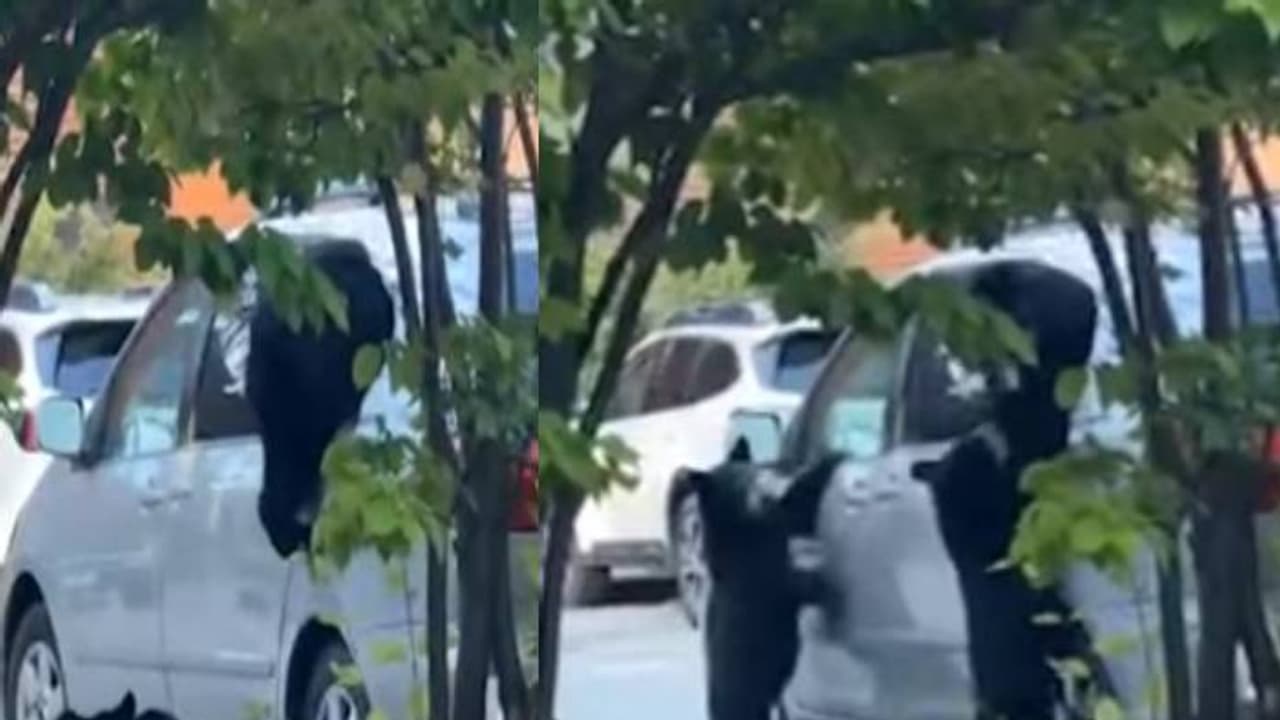 കൊച്ചുങ്ങളേം കൂട്ടി കക്കാനിറങ്ങിയിരിക്കയാണ് കള്ളി; അമ്മക്കരടിയുടേയും കുഞ്ഞുങ്ങളുടേയും വീഡിയോ വൈറൽ കൊച്ചുങ്ങളേം കൂട്ടി കക്കാനിറങ്ങിയിരിക്കയാണ് കള്ളി; അമ്മക്കരടിയുടേയും കുഞ്ഞുങ്ങളുടേയും വീഡിയോ വൈറൽ