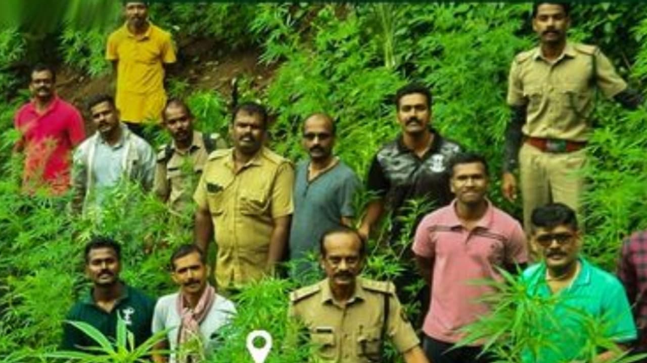 അട്ടപ്പാടി വനമേഖലയിൽ റെയിഡിനെത്തി, കണ്ടത് വളർച്ചയെത്തിയ 395 കഞ്ചാവ് ചെടികൾ; വെട്ടി നശിപ്പിച്ച് എക്സൈസ് അട്ടപ്പാടി വനമേഖലയിൽ റെയിഡിനെത്തി, കണ്ടത് വളർച്ചയെത്തിയ 395 കഞ്ചാവ് ചെടികൾ; വെട്ടി നശിപ്പിച്ച് എക്സൈസ്