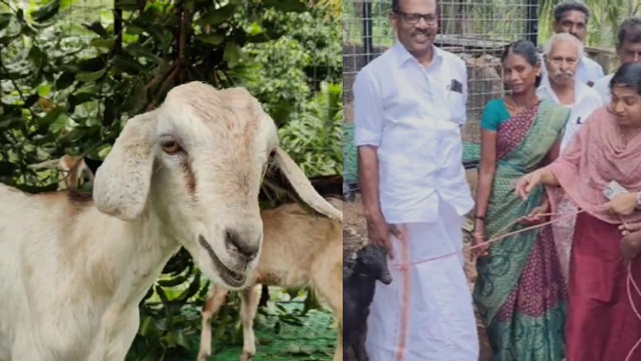 'ഉമ്മൻ ചാണ്ടി സ്നേഹസ്പർശം', തുളസിയുടെ വീട്ടിലെത്തി മറിയ ഉമ്മൻ, പുലിപിടിച്ച് പോയതിന് പകരം ആടുകളും കൂടും കൈമാറി 'ഉമ്മൻ ചാണ്ടി സ്നേഹസ്പർശം', തുളസിയുടെ വീട്ടിലെത്തി മറിയ ഉമ്മൻ, പുലിപിടിച്ച് പോയതിന് പകരം ആടുകളും കൂടും കൈമാറി