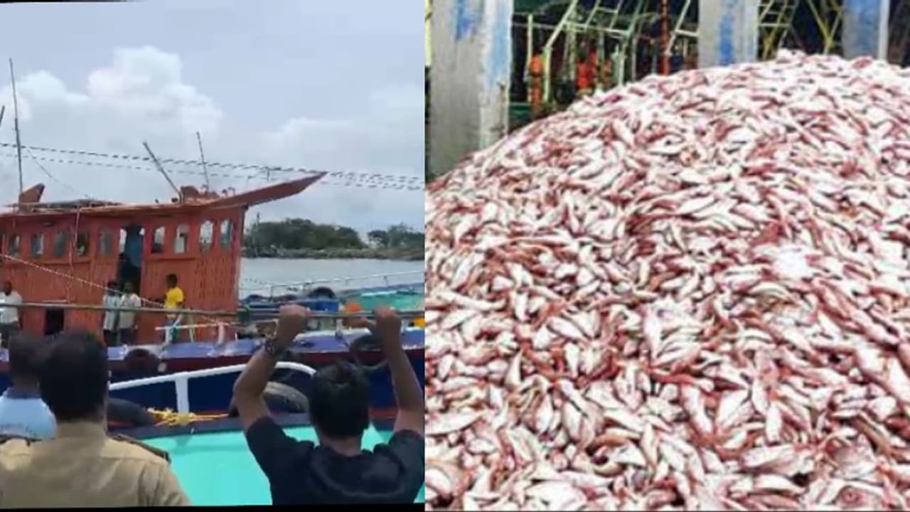 ബോട്ടിലുണ്ടായിരുന്നത് 6800 കിലോ ചെറു കിളിമീൻ, ലേലം ചെയ്ത് 5 ലക്ഷം ട്രഷറിയിൽ അടപ്പിച്ചു, രണ്ടേമുക്കാൽ ലക്ഷം പിഴ ബോട്ടിലുണ്ടായിരുന്നത് 6800 കിലോ ചെറു കിളിമീൻ, ലേലം ചെയ്ത് 5 ലക്ഷം ട്രഷറിയിൽ അടപ്പിച്ചു, രണ്ടേമുക്കാൽ ലക്ഷം പിഴ