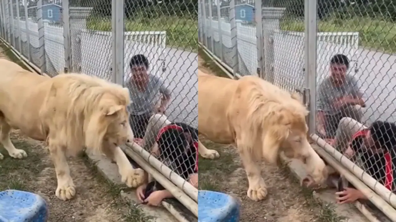 ಮೃಗಾಲಯದಲ್ಲಿ ಹುಚ್ಚಾಟವಾಡಿದ ಯುವಕರಿಗೆ ನಿಯಮ ಪಾಲಿಸಲು ಸೂಚಿಸಿದ ಸಿಂಹ, ದೃಶ್ಯ ಸೆರೆ!