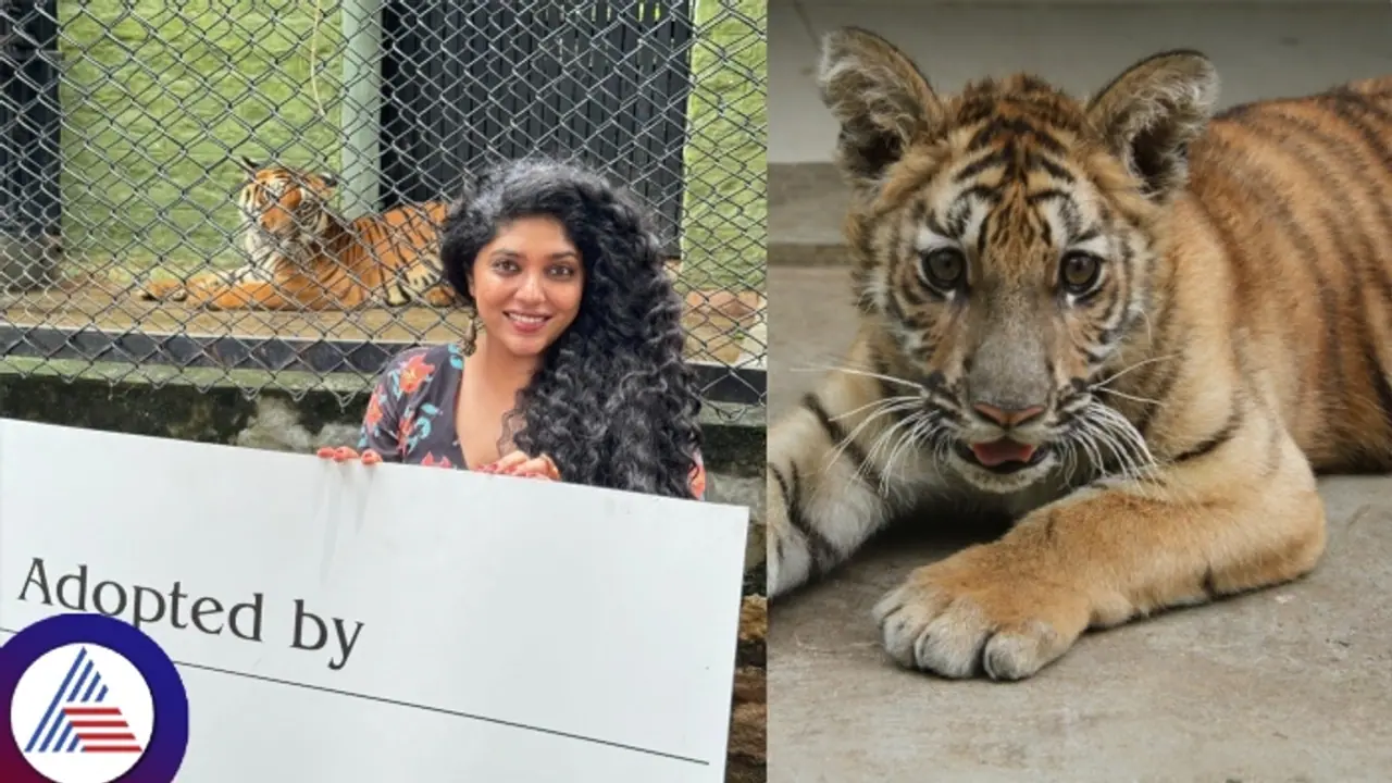 Bengaluru: Actress Samyukta Hornad adopts neurologically weak Tiger cub at Bannerghatta Biological Park Bengaluru: Actress Samyukta Hornad adopts neurologically weak Tiger cub at Bannerghatta Biological Park