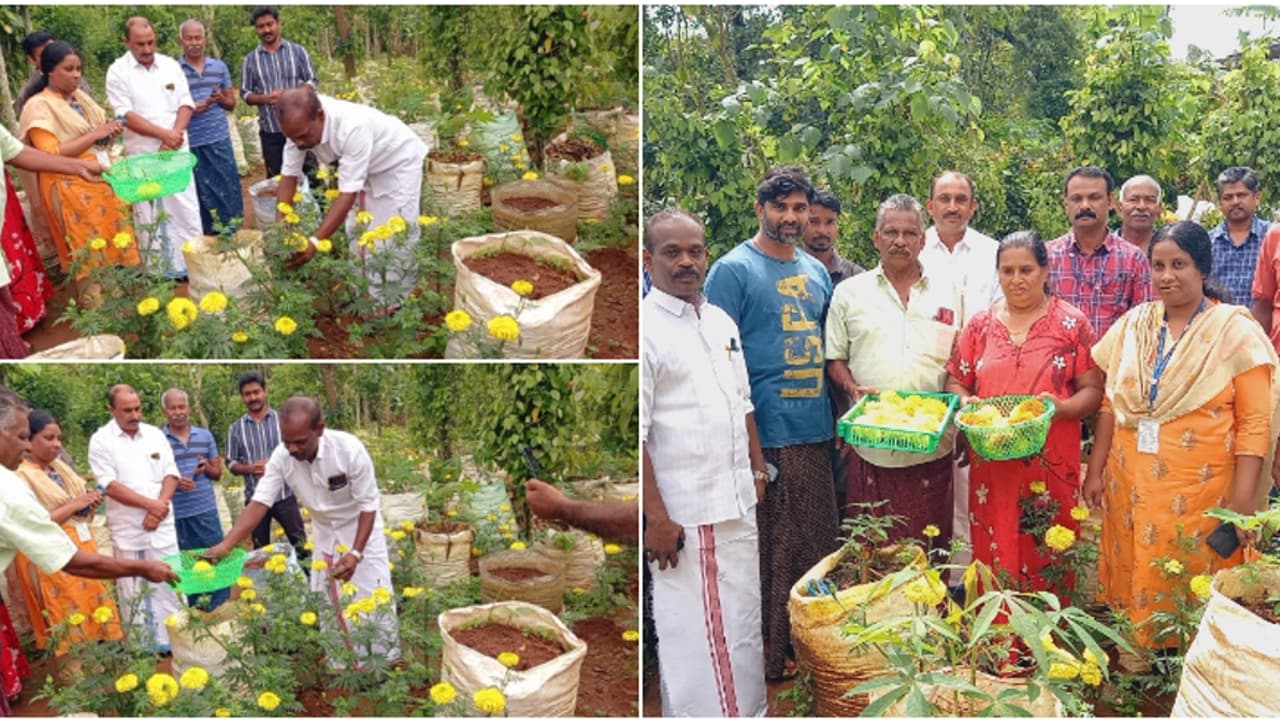 പരീക്ഷണം വിജയം, ആഹ്ളാദം! സുഗന്ധ വ്യഞ്ജനമല്ല, ഹൈറേഞ്ച് ഒരു സുഗന്ധം പരത്തുന്ന പൂന്തോട്ടമാക്കി കർഷകൻ പരീക്ഷണം വിജയം, ആഹ്ളാദം! സുഗന്ധ വ്യഞ്ജനമല്ല, ഹൈറേഞ്ച് ഒരു സുഗന്ധം പരത്തുന്ന പൂന്തോട്ടമാക്കി കർഷകൻ