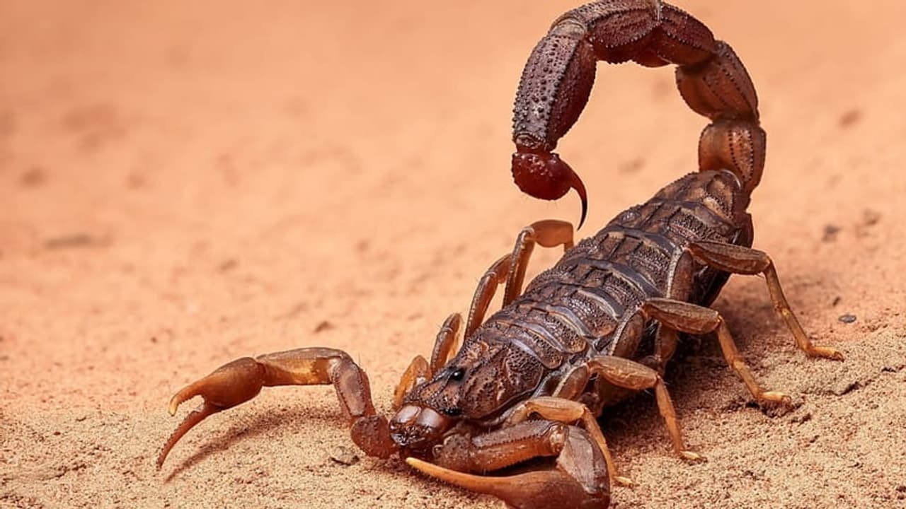 வாடிக்கையாளரின் அந்தரங்க உறுப்பை பதம் பார்த்த தேள் திருமண வாழ்க்கை பாழாகிவிட்டதாக புலம்பல்