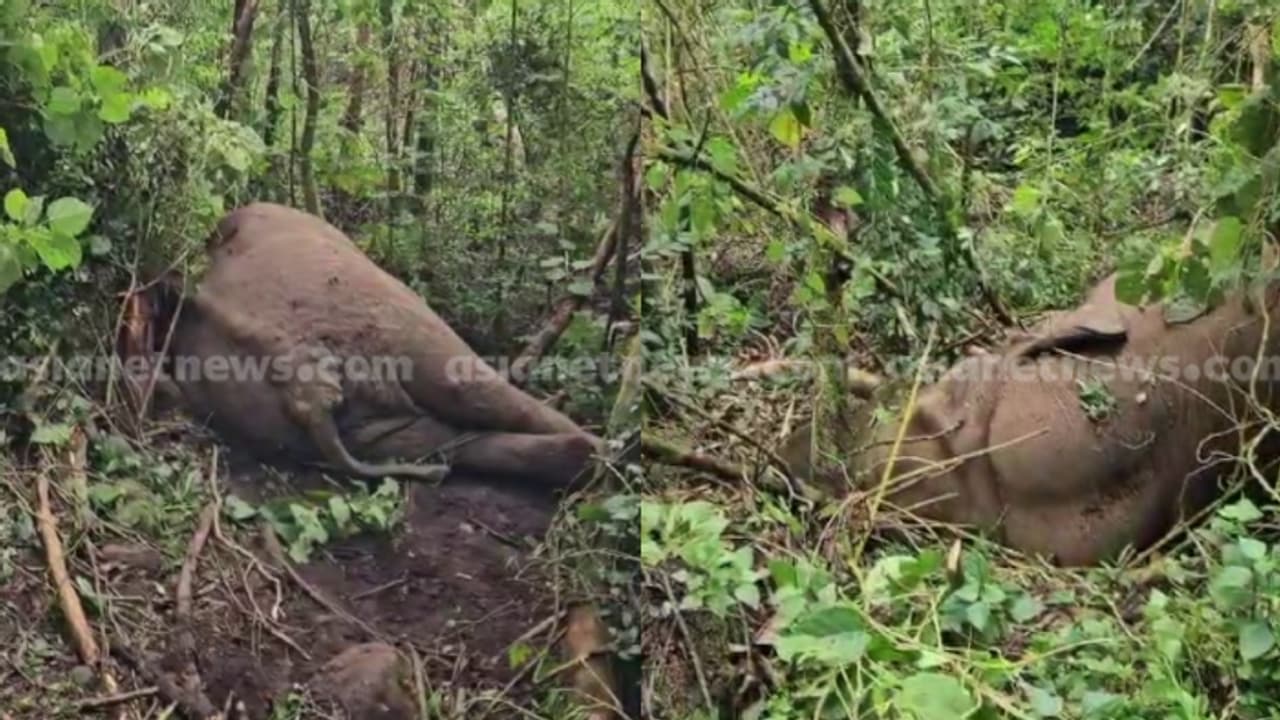 ചക്കക്കൊമ്പൻ്റെ കുത്തേറ്റ് ചരിഞ്ഞ മുറിവാലൻ കൊമ്പൻ്റെ ജഡം പോസ്റ്റുമോർട്ടം നടത്തി; കണ്ടെത്തിയത് 20 പെല്ലറ്റുകൾ