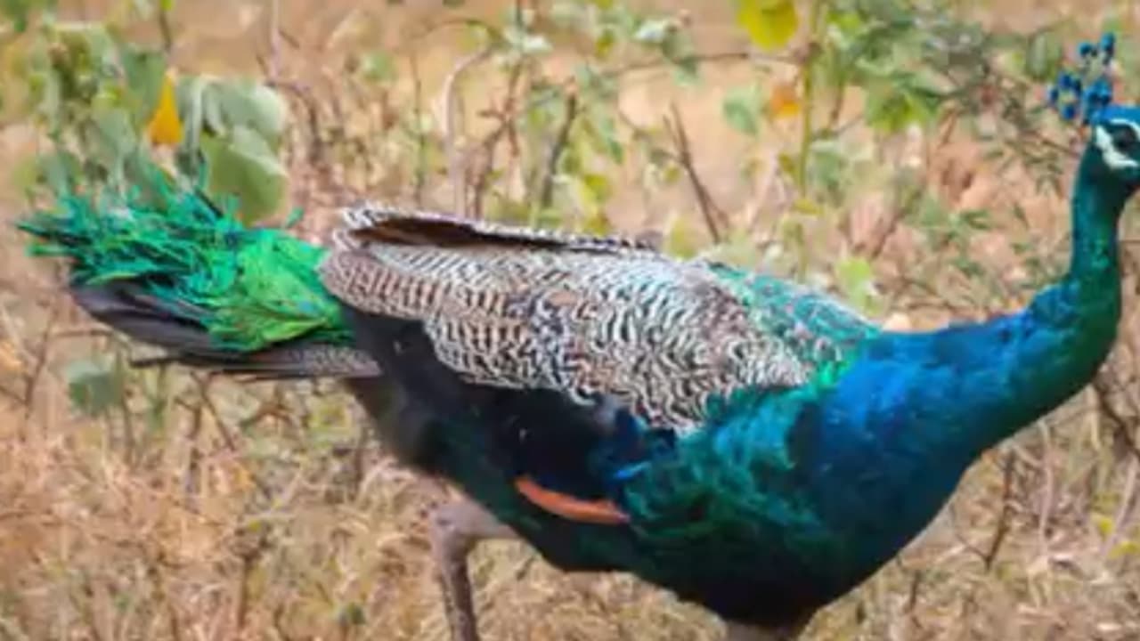 തളിപ്പറമ്പിൽ വീട്ടുമുറ്റത്ത് കാലിന് പരിക്കുള്ള മയിൽ, ഒരു നിമിഷ നേരത്തെ തോന്നൽ, ഒരൊറ്റയേറിൽ തോമസ് അകത്തായി തളിപ്പറമ്പിൽ വീട്ടുമുറ്റത്ത് കാലിന് പരിക്കുള്ള മയിൽ, ഒരു നിമിഷ നേരത്തെ തോന്നൽ, ഒരൊറ്റയേറിൽ തോമസ് അകത്തായി