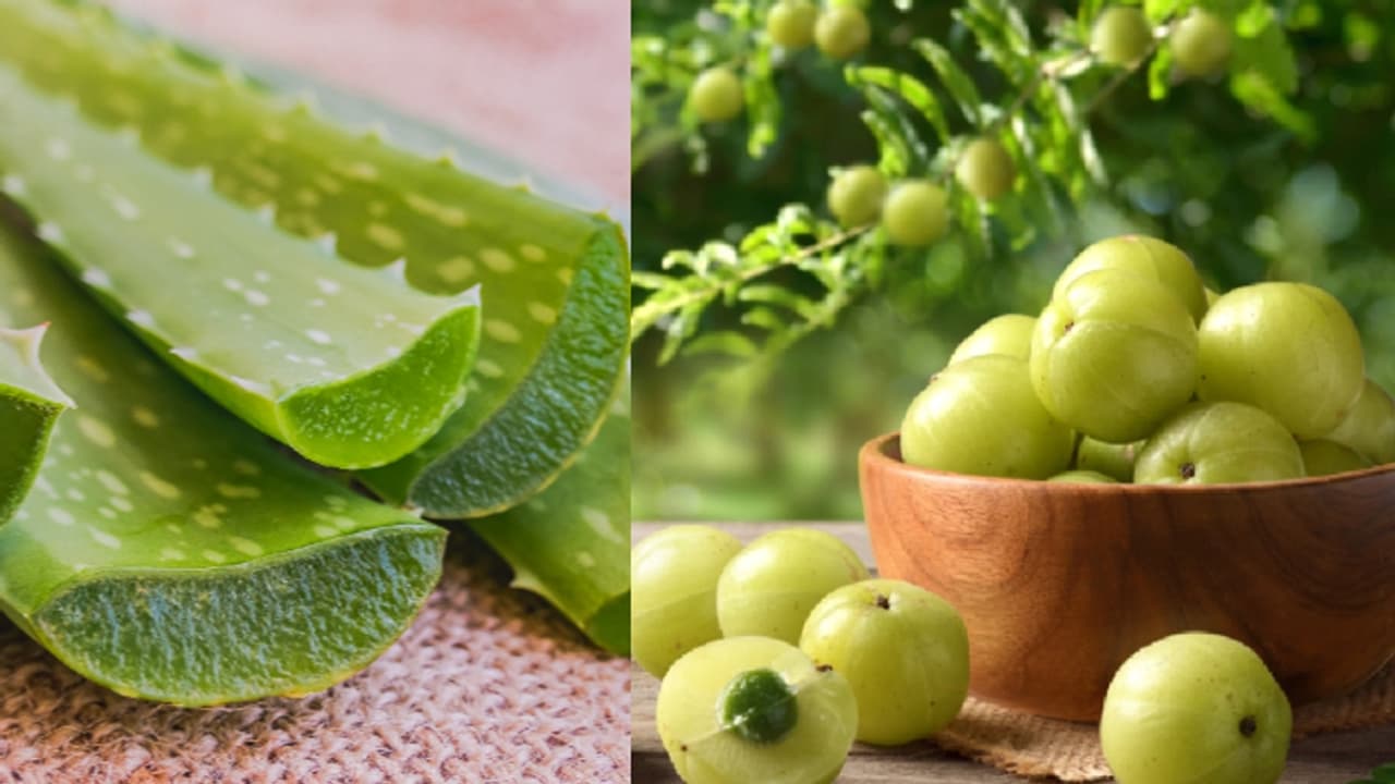 കറ്റാർവാഴയോ നെല്ലിക്കയോ? ഏതാണ് നിങ്ങളുടെ തലമുടിക്ക് കൂടുതല് നല്ലത്? കറ്റാർവാഴയോ നെല്ലിക്കയോ? ഏതാണ് നിങ്ങളുടെ തലമുടിക്ക് കൂടുതല് നല്ലത്?