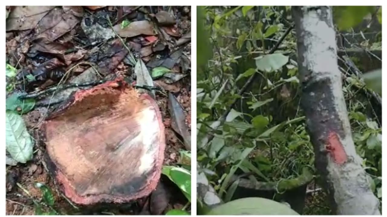 'രാവിലെ മുറ്റത്തെ ചന്ദനമരം കാണുന്നില്ല'; മഴയായത് കൊണ്ട് ശബ്ദമൊന്നും കേട്ടില്ലെന്ന് വീട്ടുകാർ; സംഭവം കൊല്ലത്ത് 'രാവിലെ മുറ്റത്തെ ചന്ദനമരം കാണുന്നില്ല'; മഴയായത് കൊണ്ട് ശബ്ദമൊന്നും കേട്ടില്ലെന്ന് വീട്ടുകാർ; സംഭവം കൊല്ലത്ത്