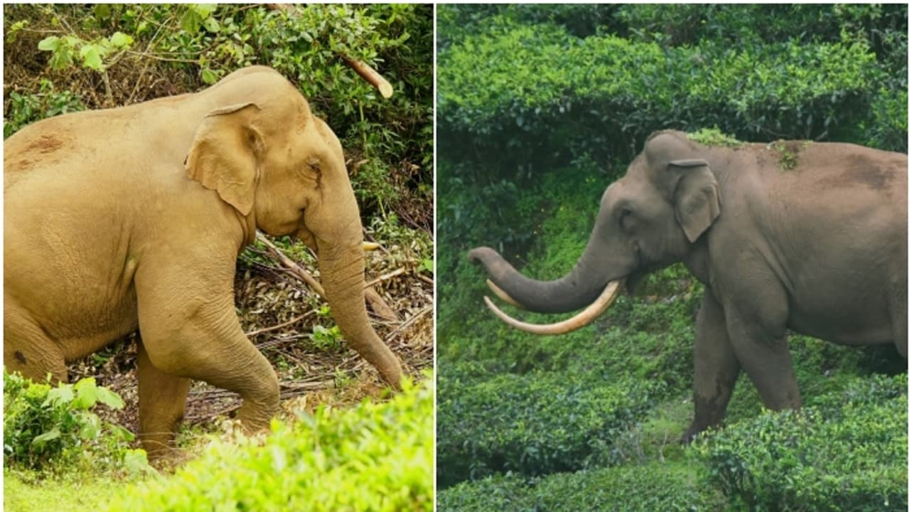 വീണ്ടും ഏറ്റുമുട്ടി കൊമ്പൻമ്മാർ; ഏറ്റുമുട്ടൽ പടയപ്പയും ഒറ്റകൊമ്പനും തമ്മിൽ, പടയപ്പയ്ക്ക് പരിക്ക്