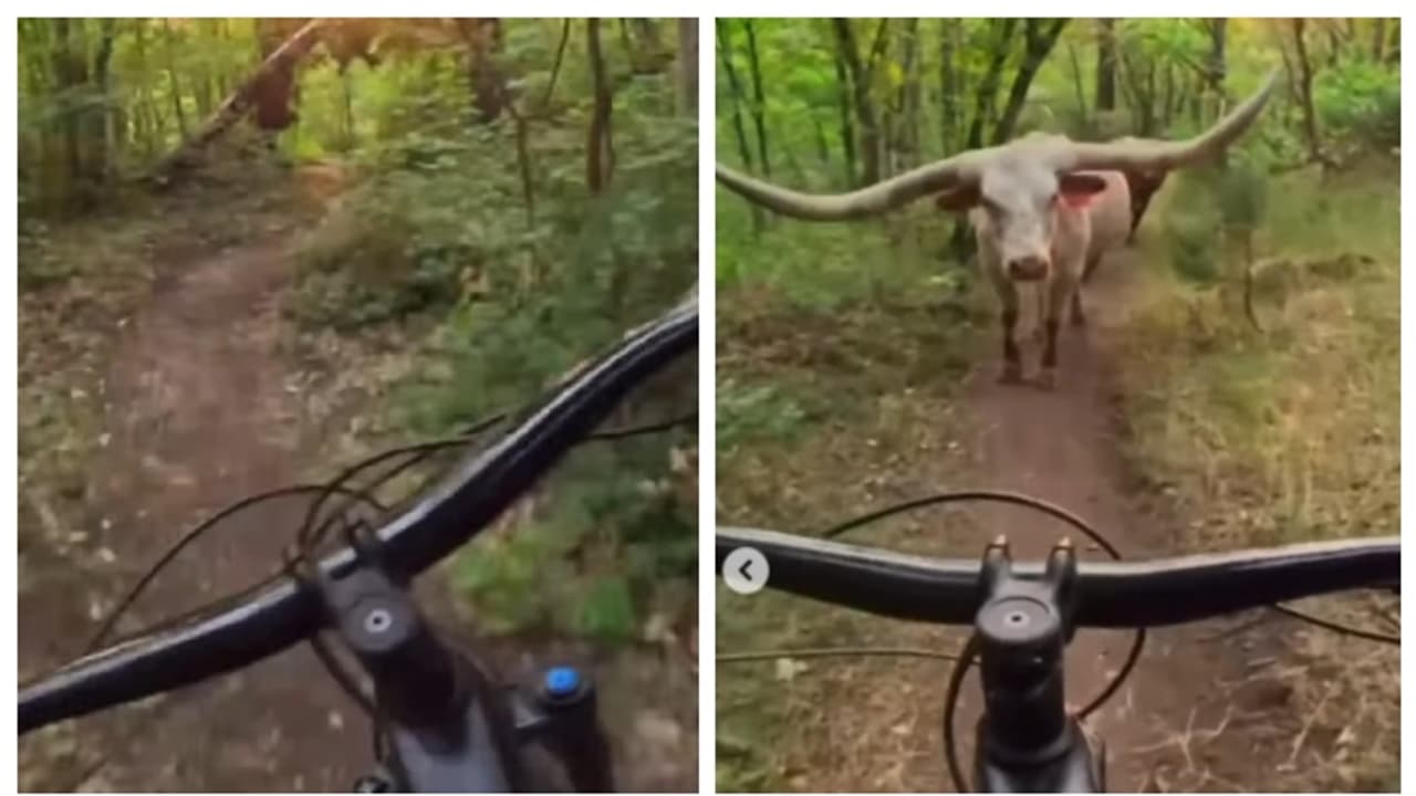 'ഓ മൈ'; കുന്നിൻ ചരുവിലൂടെ പാഞ്ഞ് പോകുന്നതിനിടെ പശുവിനെ കണ്ട് പേടിച്ച് മറിഞ്ഞ് വീണ് സൈക്കിളിസ്റ്റ്; വീഡിയോ വൈറൽ