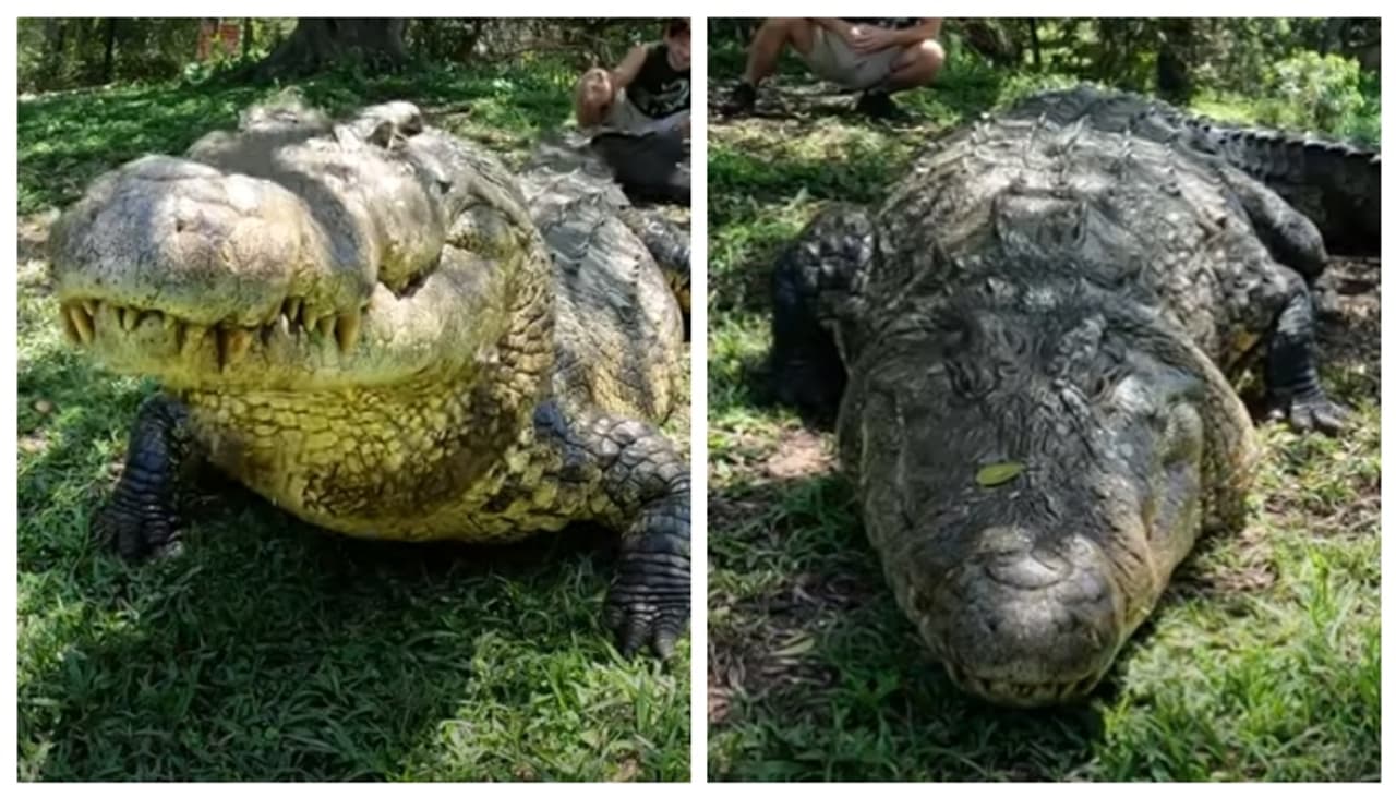 ആറ് ഭാര്യമാരും 10,000 കുഞ്ഞുങ്ങളും; ഇത് ഹെന്‍റി, ലോകത്തിലെ ഏറ്റവും പ്രായം കൂടിയ മുതല 