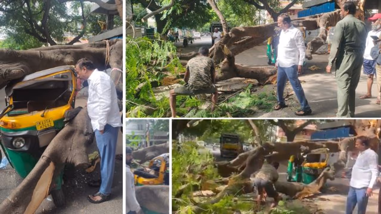 Bengaluru: Tree falls on moving auto, claims another driver’s life in Jayanagar
