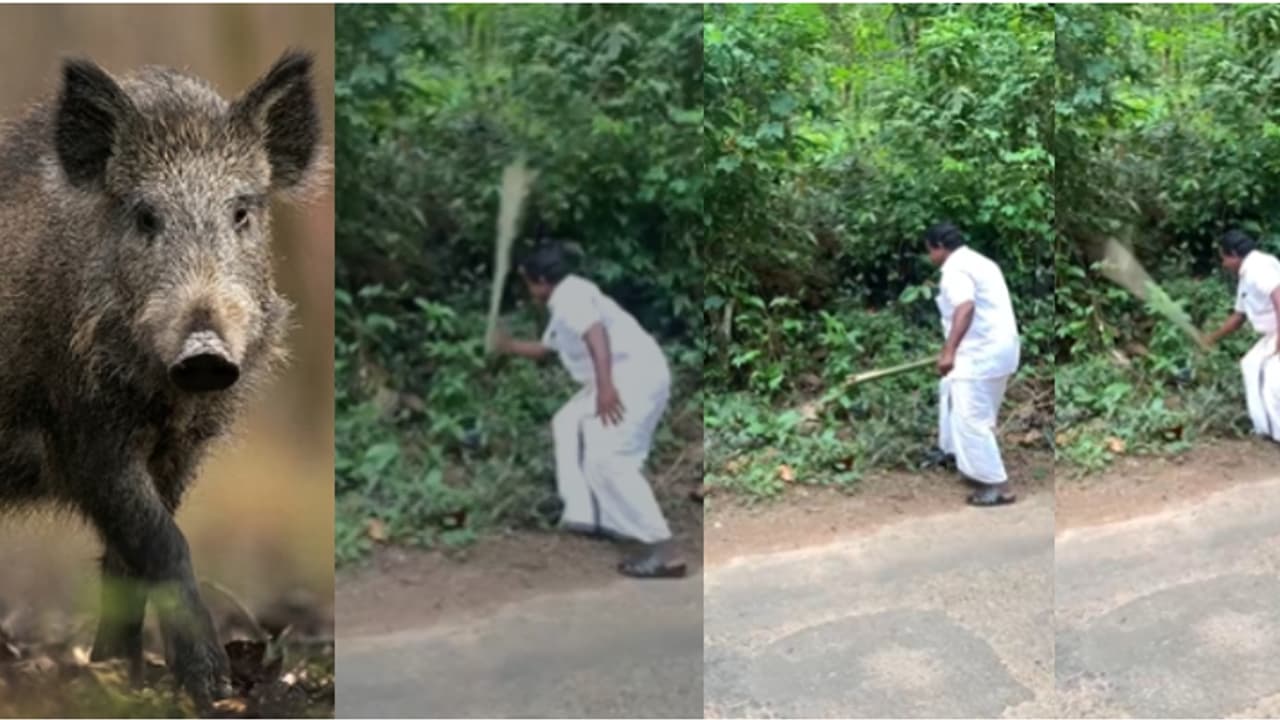 പണി വരുന്നുണ്ട് മെംബറേ! ഒരു വർഷം മുമ്പ് പന്നിക്കുഞ്ഞിനെ അടിച്ചുകൊല്ലുന്ന വീഡിയോ പുറത്ത്, വനംവകുപ്പ് കേസെടുത്തു പണി വരുന്നുണ്ട് മെംബറേ! ഒരു വർഷം മുമ്പ് പന്നിക്കുഞ്ഞിനെ അടിച്ചുകൊല്ലുന്ന വീഡിയോ പുറത്ത്, വനംവകുപ്പ് കേസെടുത്തു