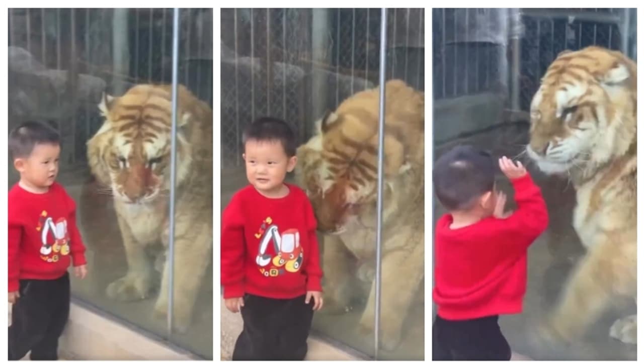 രണ്ട് കോടി പേര് കണ്ട വീഡിയോ; കുഞ്ഞിന്റെയും കടുവയുടെയും സൌഹൃദത്തില് ഹൃദയം നിറഞ്ഞ് നെറ്റിസണ്സ് രണ്ട് കോടി പേര് കണ്ട വീഡിയോ; കുഞ്ഞിന്റെയും കടുവയുടെയും സൌഹൃദത്തില് ഹൃദയം നിറഞ്ഞ് നെറ്റിസണ്സ്