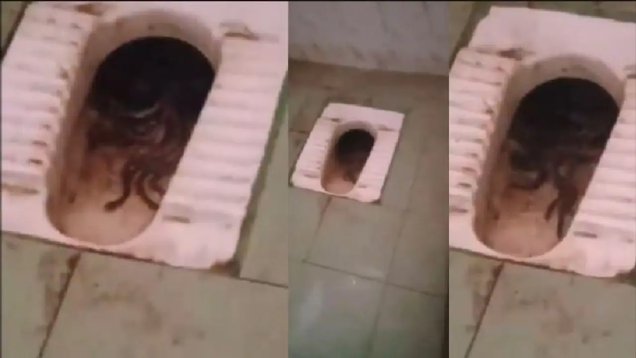 Scary video from Tamil Nadu: Snakes found in women's toilet; check out viral clip here (WATCH) Scary video from Tamil Nadu: Snakes found in women's toilet; check out viral clip here (WATCH)