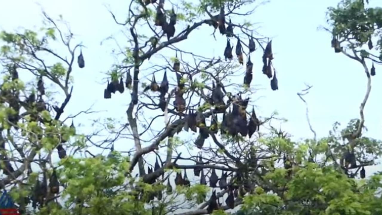 30 വർഷം, തണൽ മരത്തിൽ തൂങ്ങിയാടുന്നത് നൂറ് കണക്കിന് വവ്വാലുകൾ, കാഷ്ഠം നിറഞ്ഞ് പരിസരം, ആശങ്കയിൽ പട്ടാമ്പി 