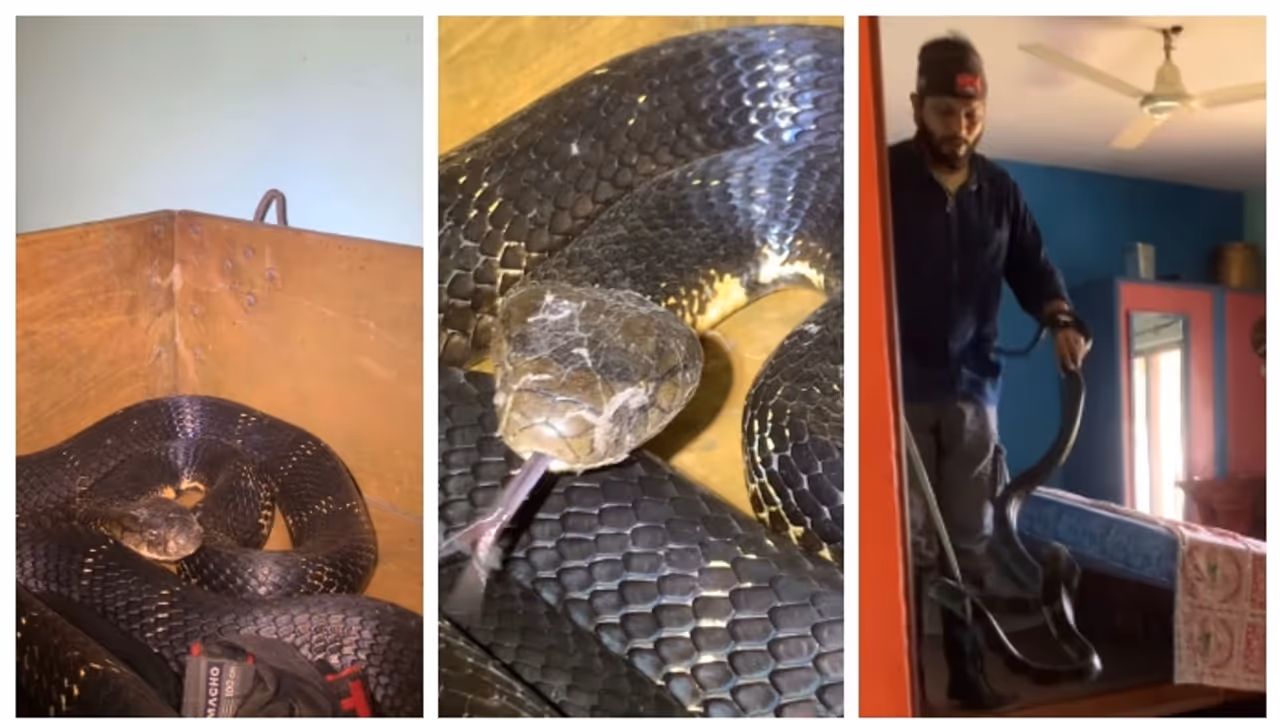 'ഒരു നാടകവുമില്ല സീനുമില്ല'; ബെഡ്റൂമിൽ ഒളിച്ചിരുന്ന പടുകൂറ്റന് രാജവെമ്പാലയെ പിടികൂടുന്ന വീഡിയോ വൈറൽ 'ഒരു നാടകവുമില്ല സീനുമില്ല'; ബെഡ്റൂമിൽ ഒളിച്ചിരുന്ന പടുകൂറ്റന് രാജവെമ്പാലയെ പിടികൂടുന്ന വീഡിയോ വൈറൽ