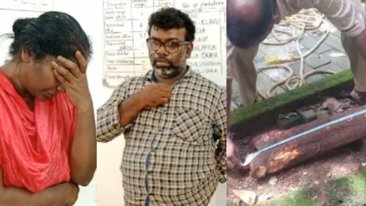 മഴയുള്ള രാത്രി വീട്ടുകാരറിയാതെ ചന്ദന മരങ്ങൾ മുറിച്ച് കടത്തി; ഇടനിലക്കാരി അജിത ഭായിയും കൂട്ടാളിയും പിടിയിൽ