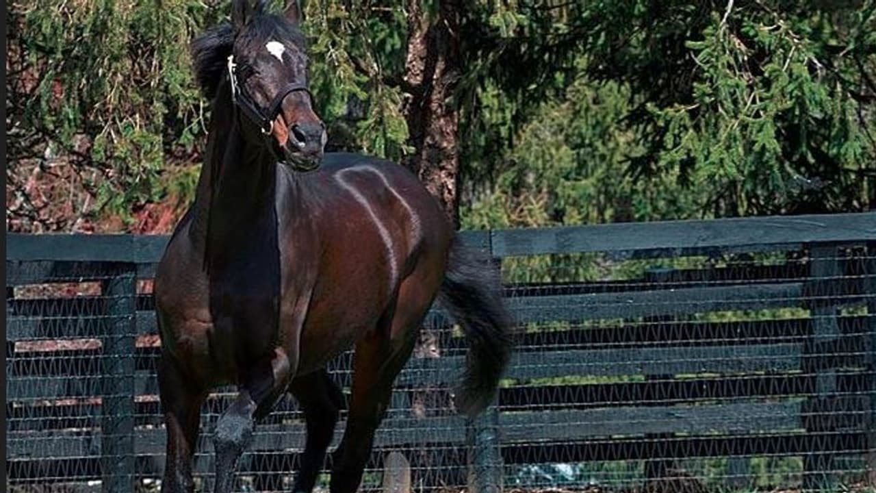 ಇದು ವಿಶ್ವದ ಅತೀ ದುಬಾರಿ ಕುದುರೆ: ಇದರ ಬೆಲೆಗೆ ಮಹಾನಗರಿಯಲ್ಲಿ 3 ಬಂಗ್ಲೆನೇ ಖರೀದಿ ಮಾಡ್ಬಹುದು ಇದು ವಿಶ್ವದ ಅತೀ ದುಬಾರಿ ಕುದುರೆ: ಇದರ ಬೆಲೆಗೆ ಮಹಾನಗರಿಯಲ್ಲಿ 3 ಬಂಗ್ಲೆನೇ ಖರೀದಿ ಮಾಡ್ಬಹುದು