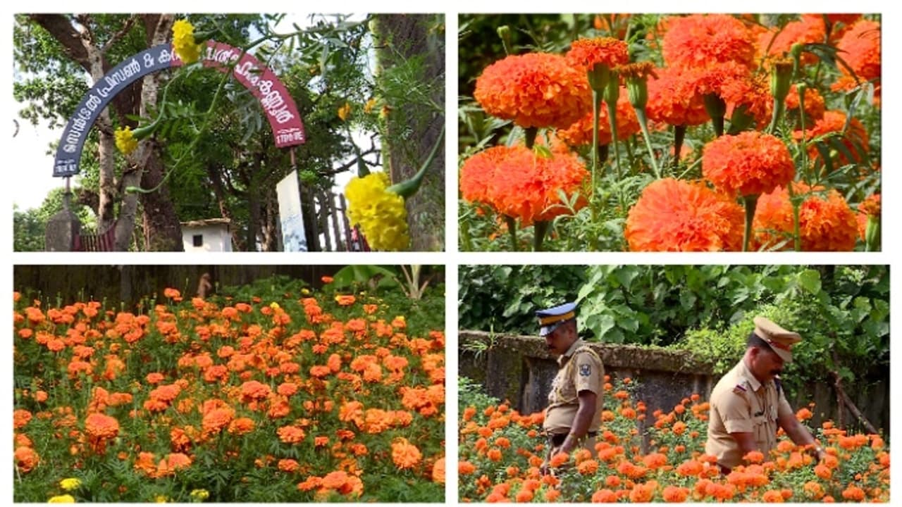 ഓണമൊക്കെയല്ലേ? ജയിലും കളറാവട്ടെന്ന്! പൂക്കളത്തിലിടം പിടിക്കാൻ കണ്ണൂര്‍ സബ് ജയിലിലെ ചെണ്ടുമല്ലിപ്പൂക്കളും