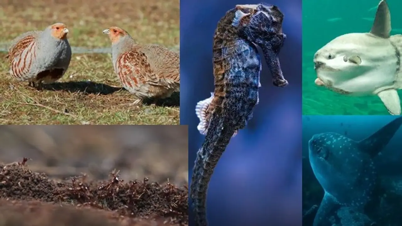 These four creatures increase their offspring too rapidly; Check Here
