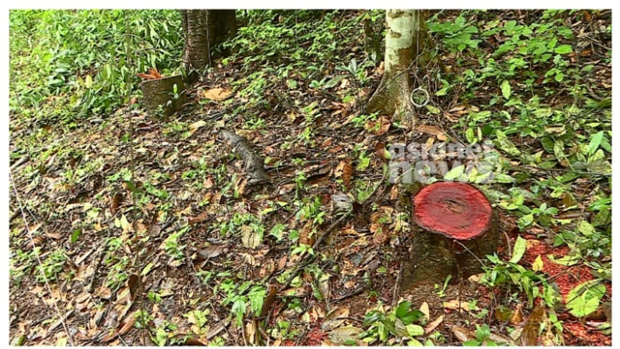 വയനാട് തലപ്പുഴയിലെ മരംമുറി; വിശദ അന്വേഷണത്തിന് ഉത്തരവിട്ട് ഡിഎഫ്ഒ; നടപടിക്ക് ശുപാർശ ചെയ്യും വയനാട് തലപ്പുഴയിലെ മരംമുറി; വിശദ അന്വേഷണത്തിന് ഉത്തരവിട്ട് ഡിഎഫ്ഒ; നടപടിക്ക് ശുപാർശ ചെയ്യും
