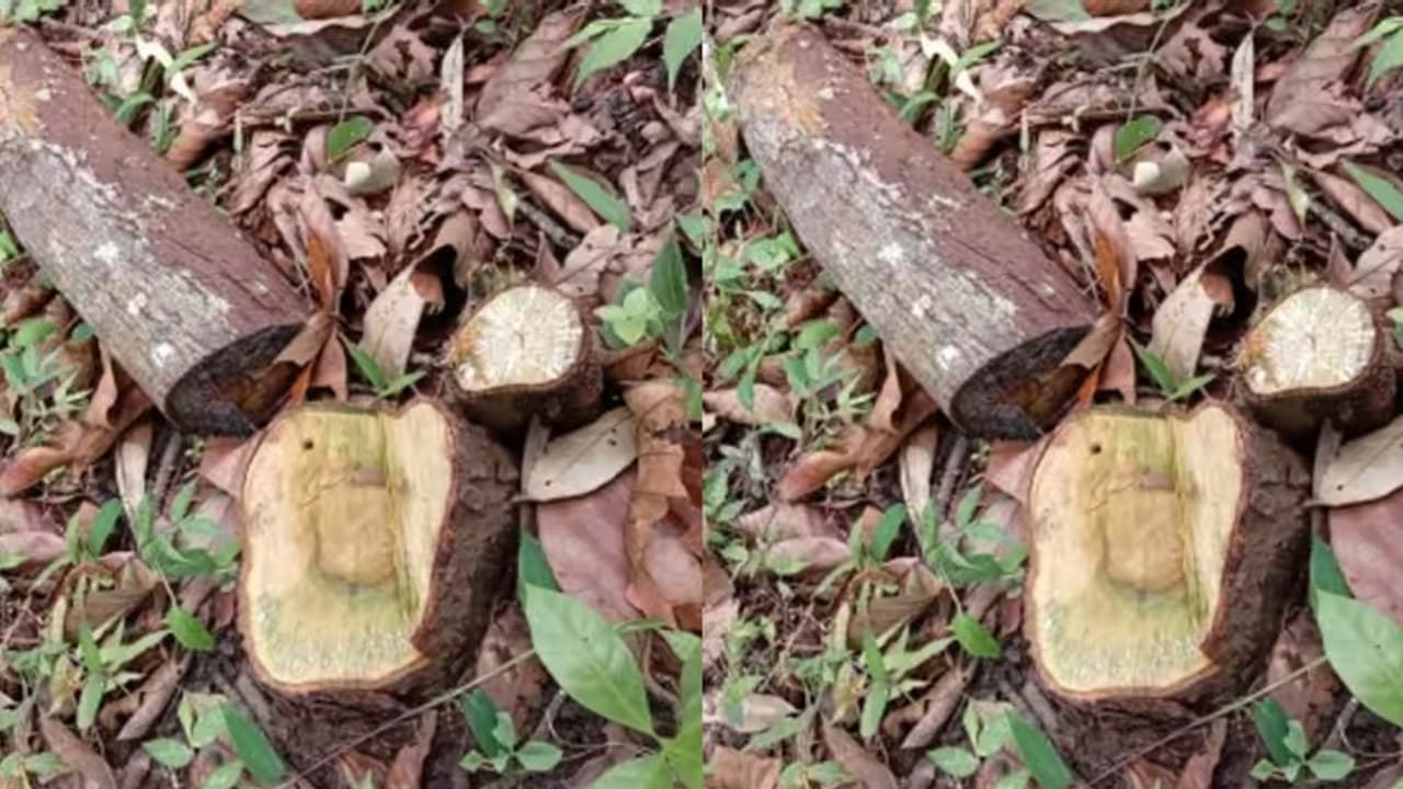 'പണിയെടുത്തത് പാഴായി', വയനാട്ടിൽ കാട്ടിൽ കയറിവെട്ടിയത് കാതലില്ലാത്ത ചന്ദനമരങ്ങൾ, ഉപേക്ഷിച്ച് മുങ്ങി മോഷ്ടാക്കൾ 'പണിയെടുത്തത് പാഴായി', വയനാട്ടിൽ കാട്ടിൽ കയറിവെട്ടിയത് കാതലില്ലാത്ത ചന്ദനമരങ്ങൾ, ഉപേക്ഷിച്ച് മുങ്ങി മോഷ്ടാക്കൾ