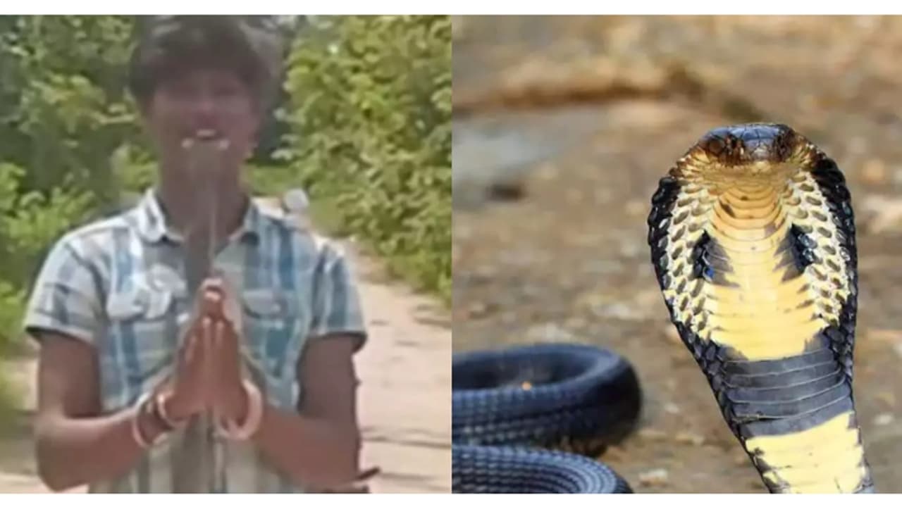 മൂർഖൻ പാമ്പിനെ പിടികൂടി വായ്ക്കകത്താക്കി ഷോ, എല്ലാം ഒരു നിമിഷം കൊണ്ടവസാനിച്ചു, കടിയേറ്റ 21കാരന് ദാരുണാന്ത്യം മൂർഖൻ പാമ്പിനെ പിടികൂടി വായ്ക്കകത്താക്കി ഷോ, എല്ലാം ഒരു നിമിഷം കൊണ്ടവസാനിച്ചു, കടിയേറ്റ 21കാരന് ദാരുണാന്ത്യം